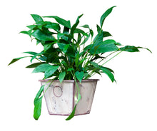 Load image into Gallery viewer, Square Garden Planter Farmhouse White