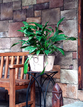 Load image into Gallery viewer, 12 inch top diameter square rustic white garden planter flower pot poly-resin farmhouse style shown with planted flowers