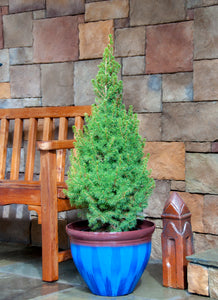 Garden planter flower pot 16 inch top diameter Iris blue large pot indoor outdoor planter planted with small fir tree